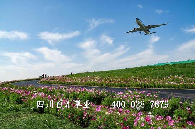 格?；ǚN子多少錢一斤