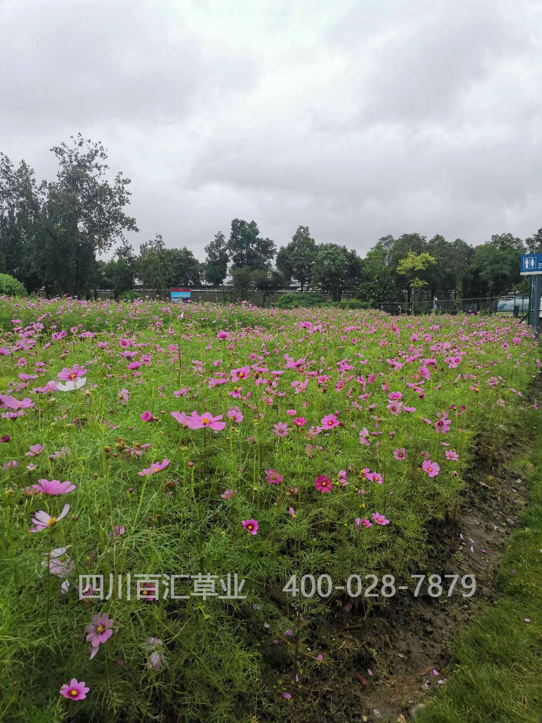 西藏格?；ǚN子